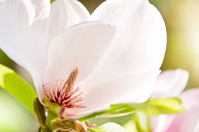 Close-up of white flower blooming outdoors