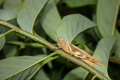 Close-up of insect on leaf