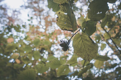 Low angle view of insect on tree against sky