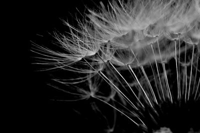 Close-up of dandelion against black background