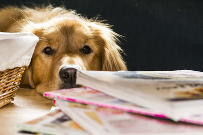 Close-up of dog on table