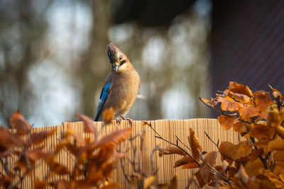 Close-up of bird perching on wood, jaybird