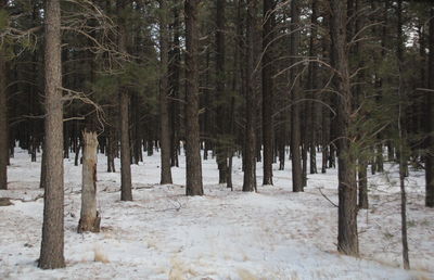 Trees in forest