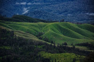 Scenic view of green landscape