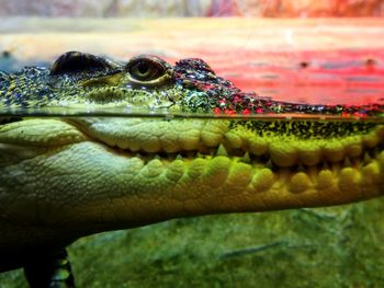 Close-up of crocodile