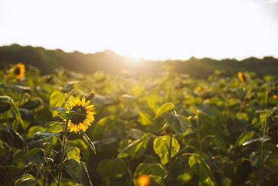 Sunflowers blooming against sky during sunset