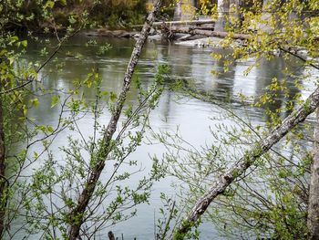 Reflection of trees in calm lake