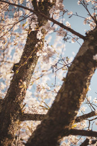 Low angle view of flowering tree against sky