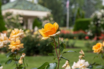 Close-up of yellow flowering plant in park