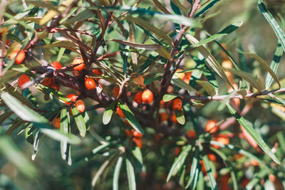 Close-up of fruits on tree