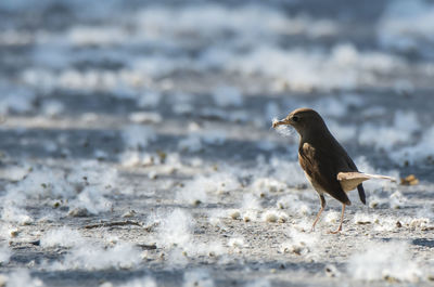 Side view of bird on beach