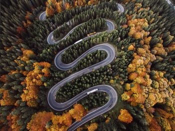 High angle view of road amidst plants during autumn