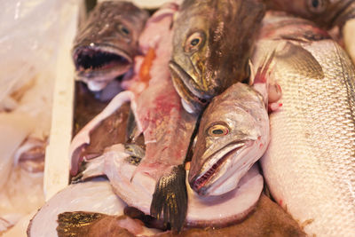 Close-up of seafood for sale