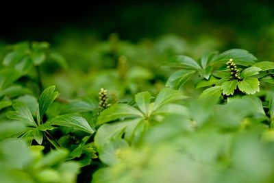 Close-up of fresh green plants