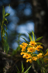 Close-up of yellow flowers blooming outdoors