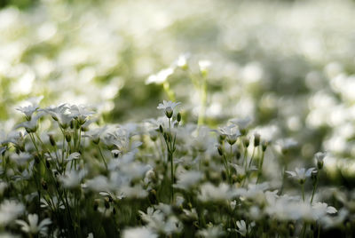 Close-up of white flowering plants on field