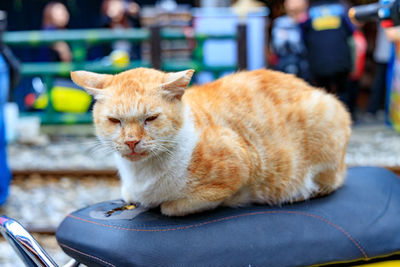 Close-up of cat sitting on seat