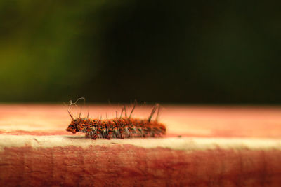 Close-up of insect on plant