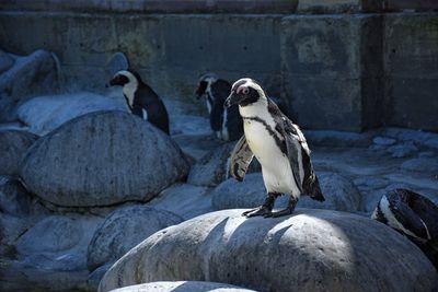Close-up of birds perching on rock
