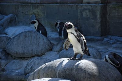 Close-up of penguins perching on rock