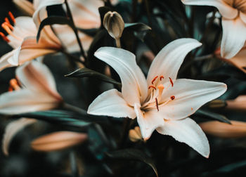 Close-up of white lilies