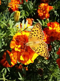 High angle view of butterfly on flowers