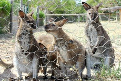 View of kangaroos in zoo