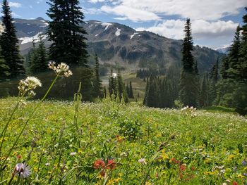 Scenic view of flowering plants and trees on field against sky