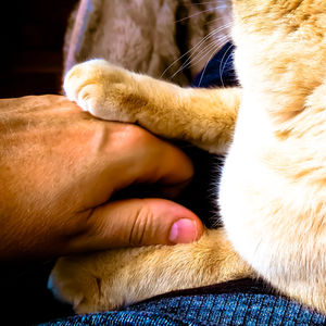 Close-up of cat sleeping