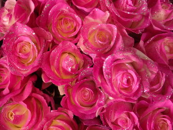 Full frame shot of wet rose bouquet