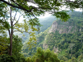 Scenic view of forest
