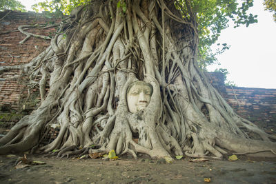 Close-up of buddha statue in tree roots