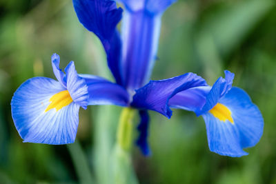 Close-up of blue flowers