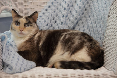 Cat sleeping on sofa
