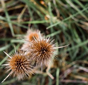 Close-up of wilted dandelion on field