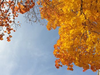 Low angle view of maple tree against sky