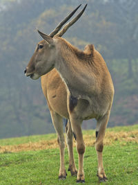View of deer standing on field