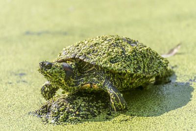 Water turtle sits with duckweed covered on a stone in a lake