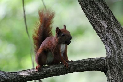 Monkey sitting on tree trunk