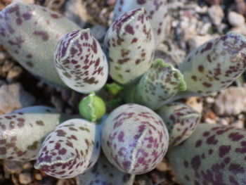 Close-up of fruits on plant