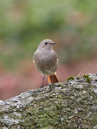 Close-up of bird perching on rock