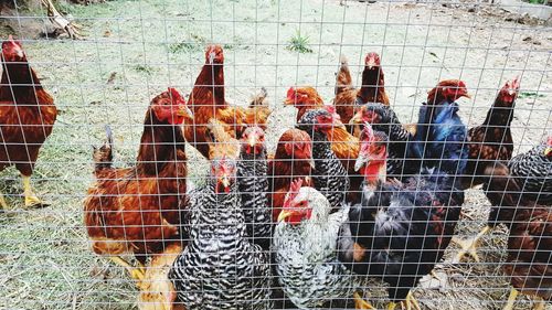 View of birds in cage