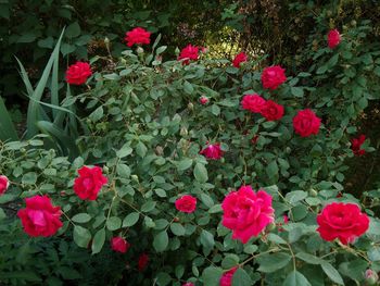 Close-up of pink flowers