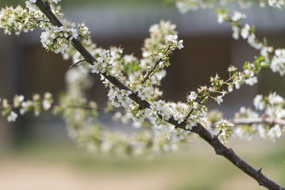 Close-up of cherry blossom tree