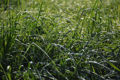 Close-up of plants growing on field