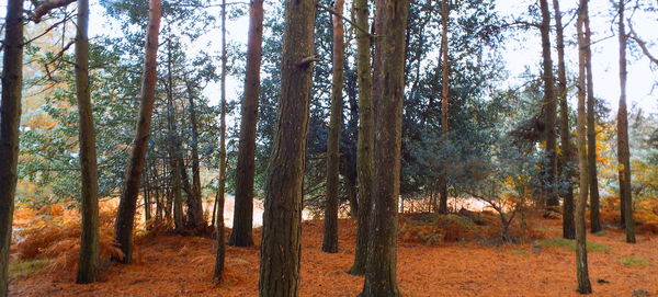 Trees in forest against sky