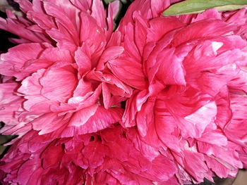 Full frame shot of pink flowering plant