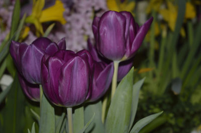 Close-up of purple flowers