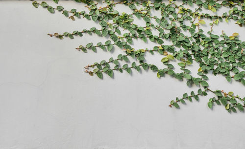 Close-up of white flowers against wall