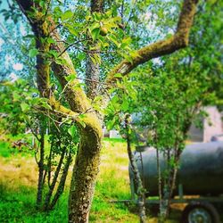 Trees growing in park